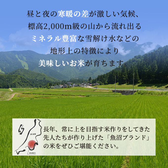 無洗米 お米マイスター厳選 魚沼 コシヒカリ 5kg × 6ヶ月 連続お届け ( 米 定期便 お米 こめ コメ おこめ 白米 こしひかり 6回 30kg お楽しみ) 新潟県 2023年人気返礼品 