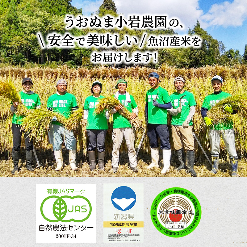 令和7年産 ツバメの飛び交う棚田米 精米3kg お米 白米 ライス ご飯 ブランド米 銘柄米 コシヒカリ 魚沼産コシヒカリ 新潟県産 魚沼市産 