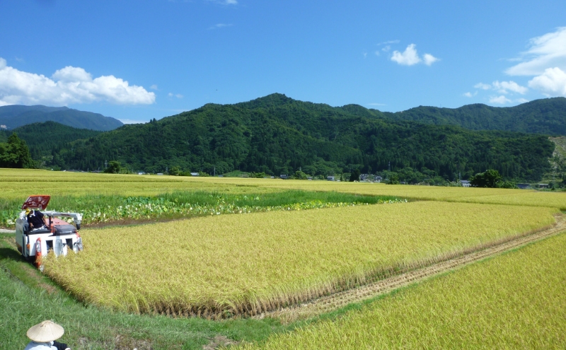 手づくり笹だんご 20個入り（10個入り×2袋） 和菓子 スイーツ 団子 