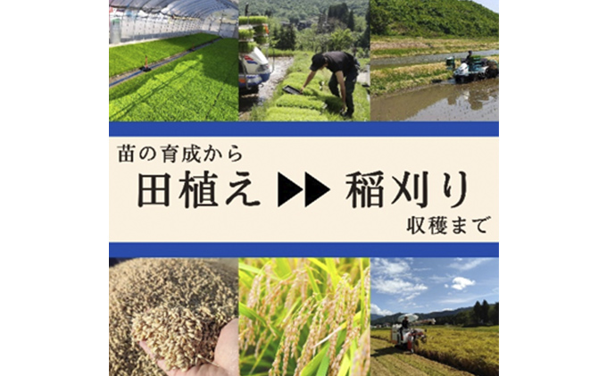 【令和6年産　新米先行受付】令和6年産 ブランド米 魚沼産コシヒカリ 無洗米 5kg 米 コメ こめ お米 おこめ 白米 こしひかり 新潟県産 人気 お取り寄せ