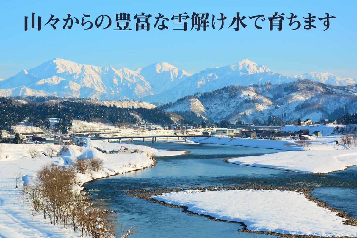 【令和6年産　新米先行受付】令和6年産 農家直送！ 魚沼産 コシヒカリ 無洗米 10kg ( 5kg × 2個 )（ 米 魚沼産コシヒカリ こしひかり お米 こめ コメ 魚沼産コシヒカリ 魚沼 新潟 おこめ 白米 ）