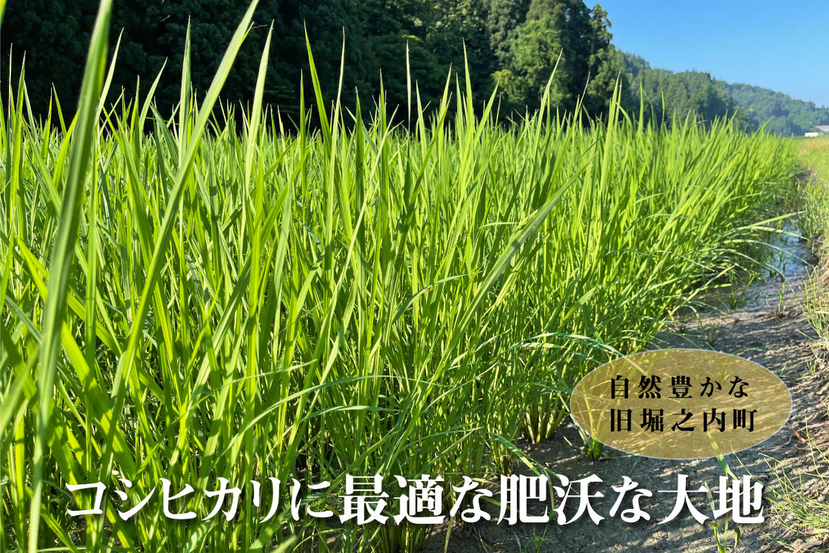 【令和6年産　新米先行受付】令和6年産 農家直送！ 魚沼産 コシヒカリ 無洗米 10kg ( 5kg × 2個 )（ 米 魚沼産コシヒカリ こしひかり お米 こめ コメ 魚沼産コシヒカリ 魚沼 新潟 おこめ 白米 ）