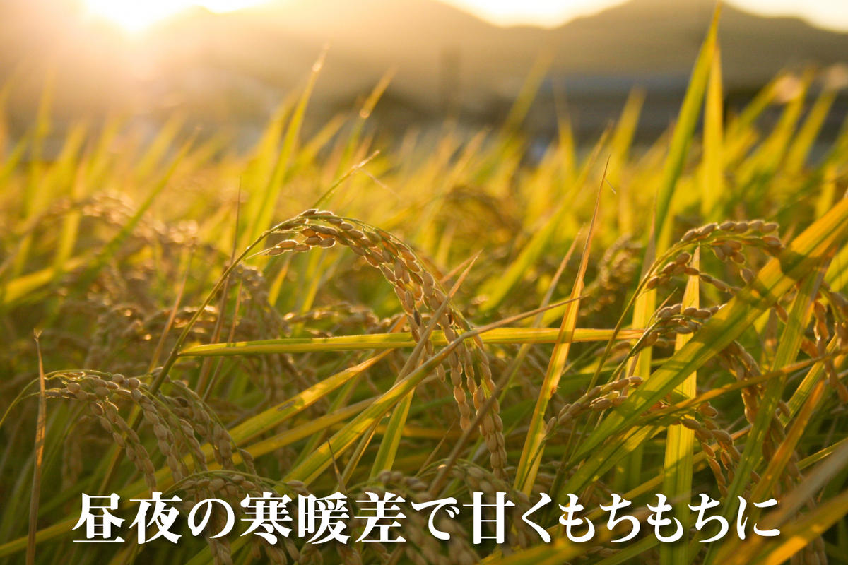 【令和6年産　新米先行受付】令和6年産 農家直送！ 魚沼産 コシヒカリ 無洗米 10kg ( 5kg × 2個 )（ 米 魚沼産コシヒカリ こしひかり お米 こめ コメ 魚沼産コシヒカリ 魚沼 新潟 おこめ 白米 ）