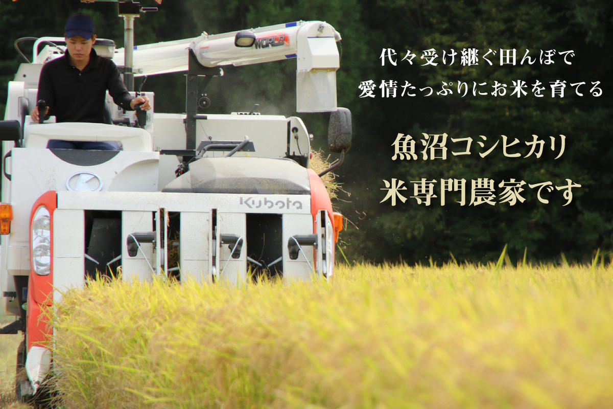 【令和6年産　新米先行受付】令和6年産 農家直送！ 魚沼産 コシヒカリ 精米 10kg （ 5kg × 2 ）（ 米 こしひかり お米 こめ コメ おこめ 白米 魚沼 魚沼産コシヒカリ 魚沼産こしひかり 新潟 ）