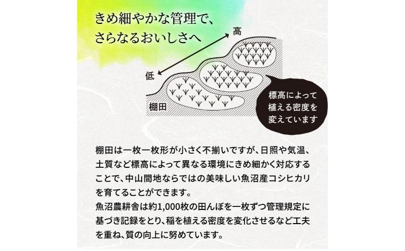 【令和6年産　新米先行受付】[令和6年産]米農家自慢の 特別栽培米 魚沼産 コシヒカリ（精米）5kg×1袋 白米 お米 こめ コメ 魚沼産コシヒカリ こしひかり 魚沼