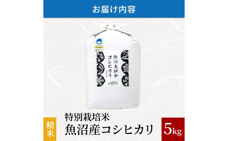 【令和6年産　新米先行受付】[令和6年産]米農家自慢の 特別栽培米 魚沼産 コシヒカリ（精米）5kg×1袋 白米 お米 こめ コメ 魚沼産コシヒカリ こしひかり 魚沼