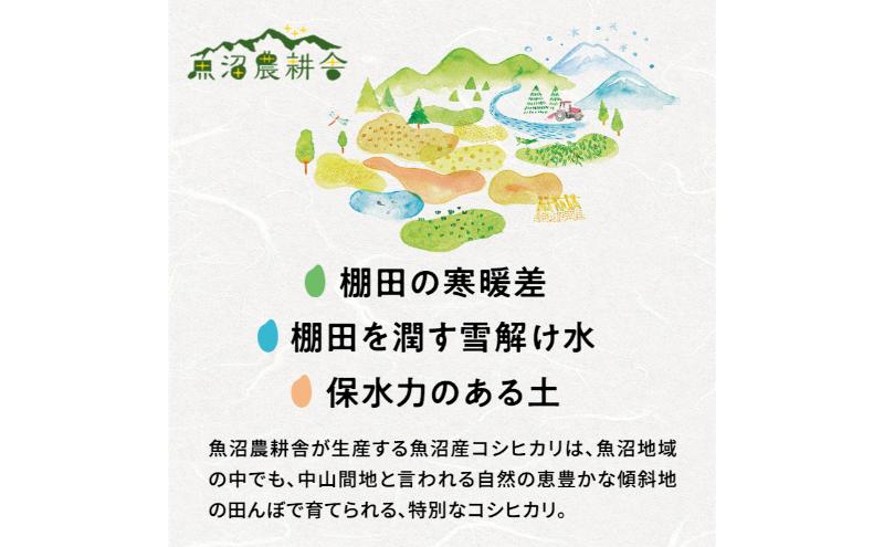 【令和6年産　新米先行受付】[令和6年産]米農家自慢の 魚沼産 コシヒカリ（精米）10kg（5kg×2袋）白米 お米 こめ コメ 魚沼産コシヒカリ こしひかり 魚沼