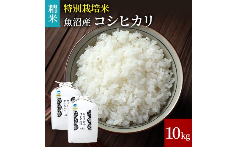 【令和6年産　新米先行受付】[令和6年産]米農家自慢の特別栽培米魚沼産コシヒカリ(精米)10kg 白米 お米 こめ コメ 魚沼産コシヒカリ こしひかり 魚沼