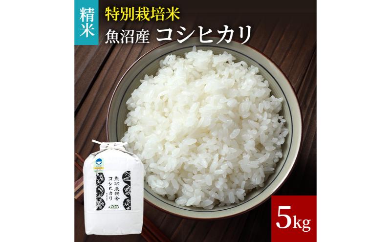 【令和6年産　新米先行受付】[令和6年産]米農家自慢の 特別栽培米 魚沼産 コシヒカリ（精米）5kg×1袋 白米 お米 こめ コメ 魚沼産コシヒカリ こしひかり 魚沼