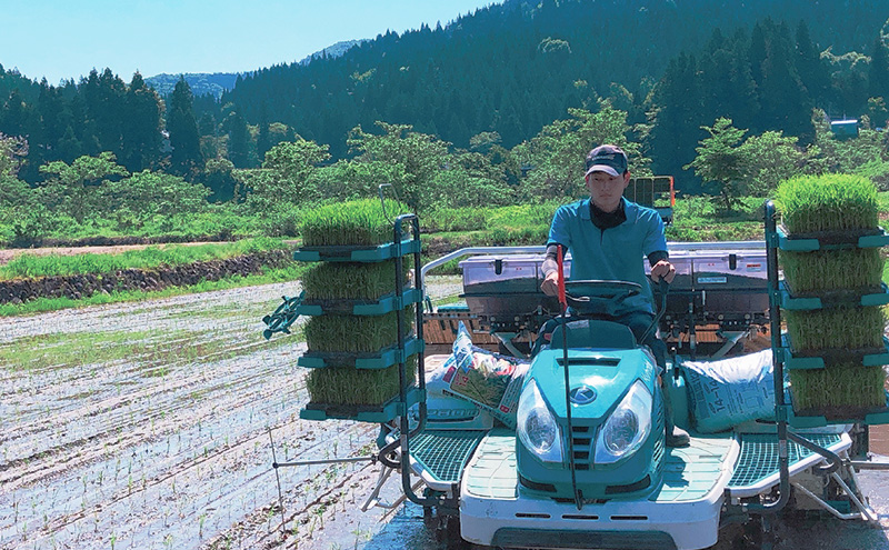 什å7å¹Žç£ éæ²Œç£ã³ã·ãã«ãª éªãç 粟米 10kg ç±³ ãç±³ 粟米 ããã²ãã éæ²Œ æ°æœ