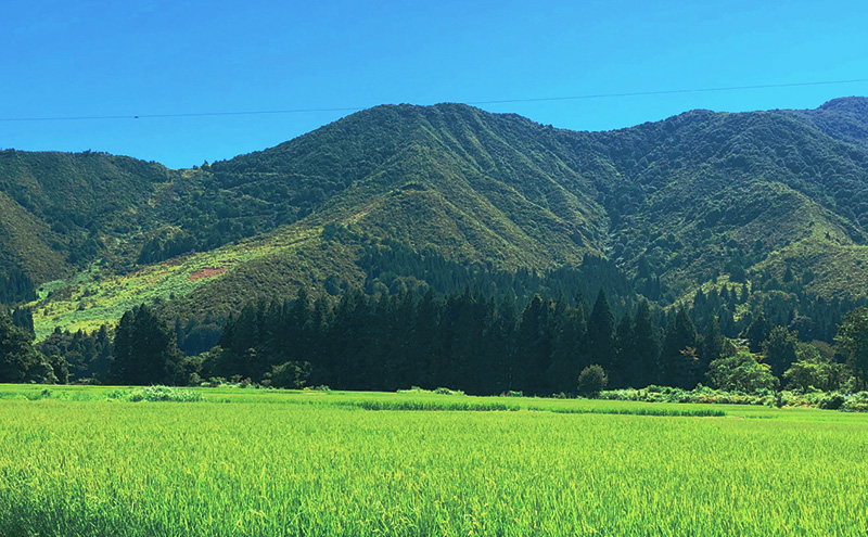 什å7å¹Žç£ éæ²Œç£ã³ã·ãã«ãª éªãç 粟米 10kg ç±³ ãç±³ 粟米 ããã²ãã éæ²Œ æ°æœ