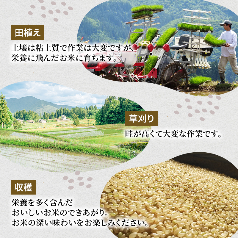 精米 ツバメの飛び交う棚田米 2kg×1袋 3ヵ月連続お届け　米 こめ お米 コメ こしひかり コシヒカリ 精米 新潟県 魚沼市 魚沼