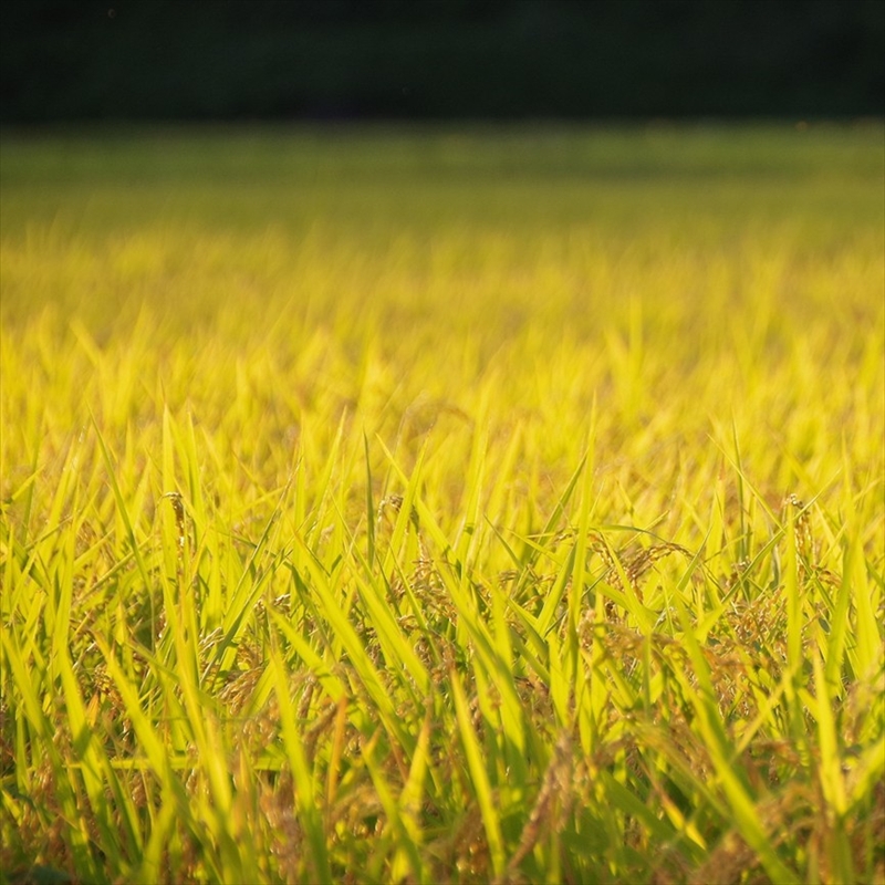 魚沼コシヒカリ 鳥屋ヶ峰山麓米（精米）5kg 3ヶ月連続お届け お米 新潟県産 
