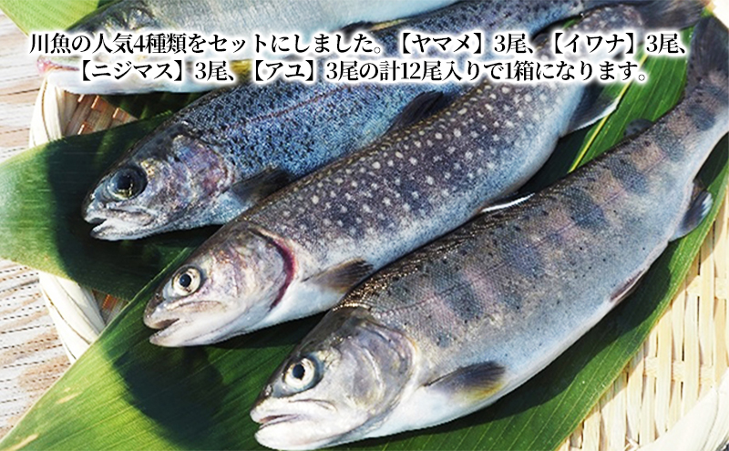 貂豬√ョ蟾晞ュ 繧サ繝繝 12蟆セ蜈・(繝、繝槭Γ繝サ繧、繝ッ繝翫サ繝九ず繝槭せ繝サ繧「繝ヲ)鬲12蟆セ 繝、繝槭Γ 繧、繝ッ繝 繝九ず繝槭せ 繧「繝ヲ 螻ア螂ウ 蟯ゥ鬲 陌ケ縺セ縺 陌ケ魍 魄 繝槭せ 縺セ縺 魍