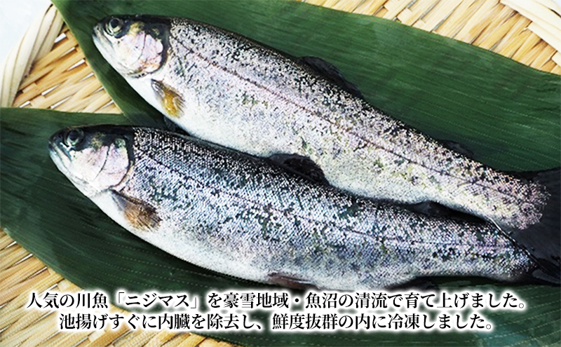 魚沼の虹ます （ニジマス） 冷凍12尾入 （ 虹ます にじます ニジマス 虹鱒 マス ます 鱒 魚 川魚 小分け 海鮮 魚介 魚介類 魚沼 ） 魚貝類 