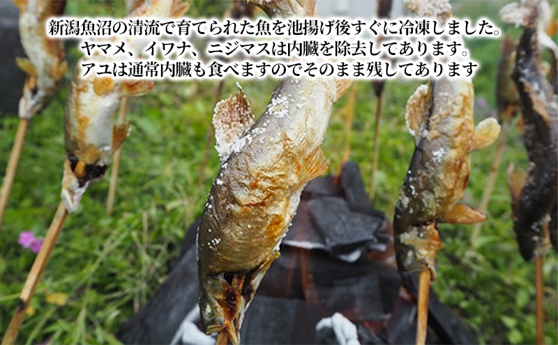貂豬√ョ蟾晞ュ 繧サ繝繝 12蟆セ蜈・(繝、繝槭Γ繝サ繧、繝ッ繝翫サ繝九ず繝槭せ繝サ繧「繝ヲ)鬲12蟆セ 繝、繝槭Γ 繧、繝ッ繝 繝九ず繝槭せ 繧「繝ヲ 螻ア螂ウ 蟯ゥ鬲 陌ケ縺セ縺 陌ケ魍 魄 繝槭せ 縺セ縺 魍