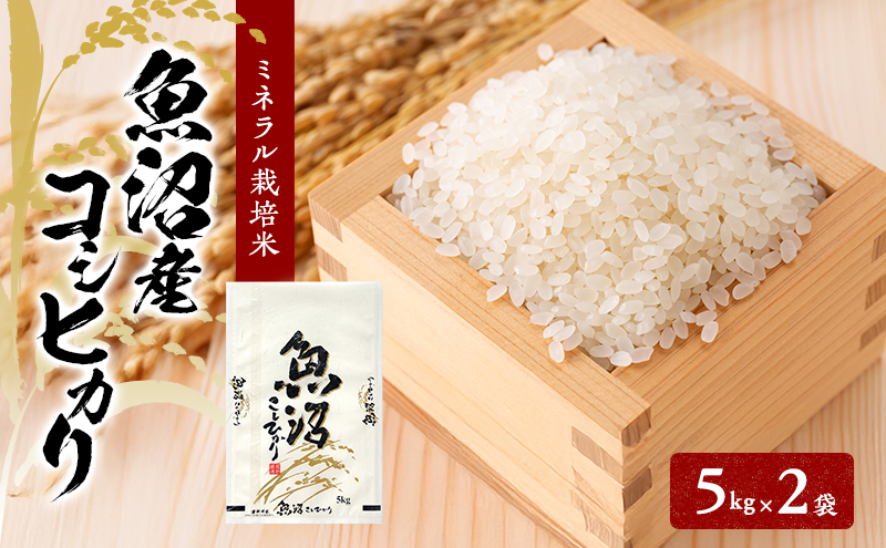 先行予約 令和8年産 魚沼産コシヒカリ ミネラル栽培米（精米）10kg（5kg×2）