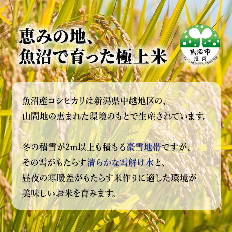 魚沼産 コシヒカリ 5kg 6ヶ月 連続お届け ( 米 定期便 お米 こめ コメ おこめ 白米 こしひかり 6回 30kg お楽しみ )