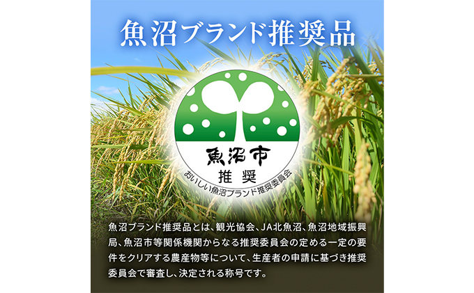 [令和5年産]北魚沼の旬米コシヒカリ【無洗米】2合袋300ｇ×12