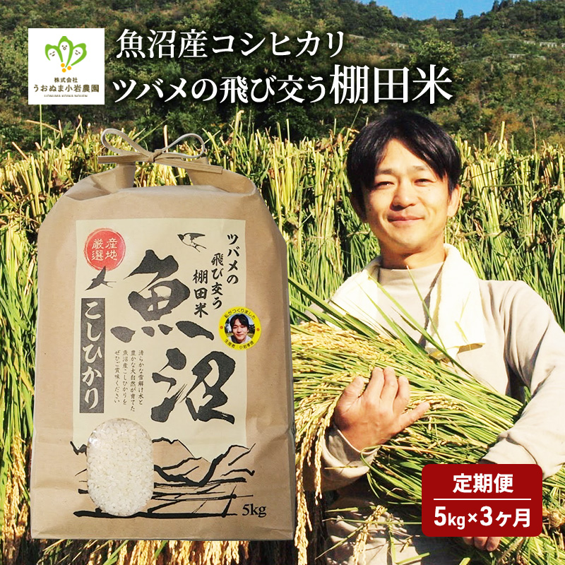 米 定期便 3ヶ月 ツバメの飛び交う 棚田米 5kg コシヒカリ 精米 白米 お米 魚沼産コシヒカリ 新潟米 新潟 魚沼市 定期 3回