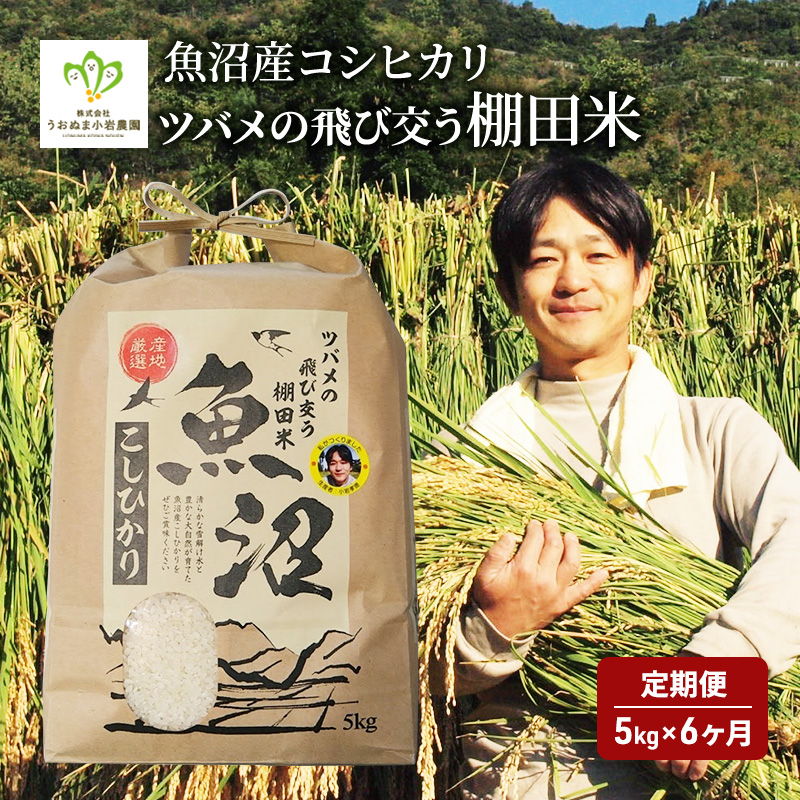 米 定期便 6ヶ月 ツバメの飛び交う 棚田米 5kg コシヒカリ 精米 白米 お米 魚沼産コシヒカリ 新潟米 新潟 魚沼市 定期 6回