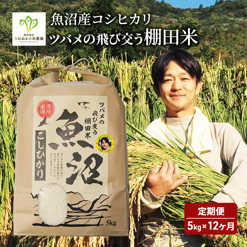 米 定期便 12ヶ月 ツバメの飛び交う 棚田米 5kg コシヒカリ 精米 白米 お米 魚沼産コシヒカリ 新潟米 新潟 魚沼市 定期 12回