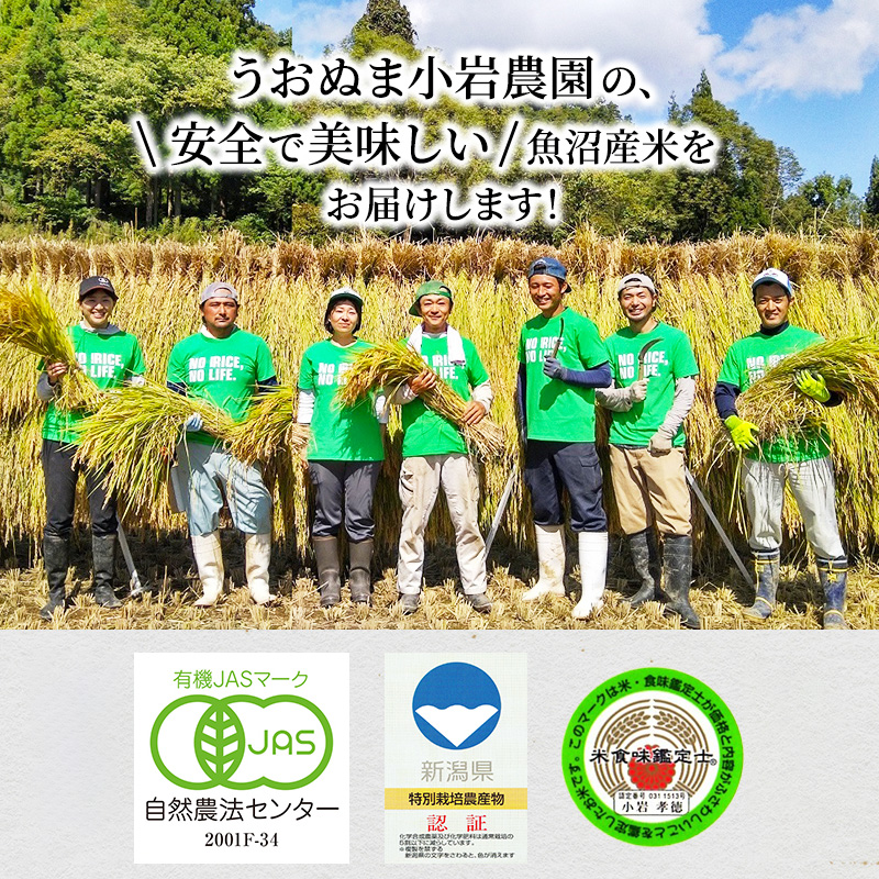 無洗米 定期便 6ヶ月 コシヒカリ 5kg 米 白米 お米 魚沼産コシヒカリ 米食味鑑定士 新潟米 新潟 魚沼市 定期 6回