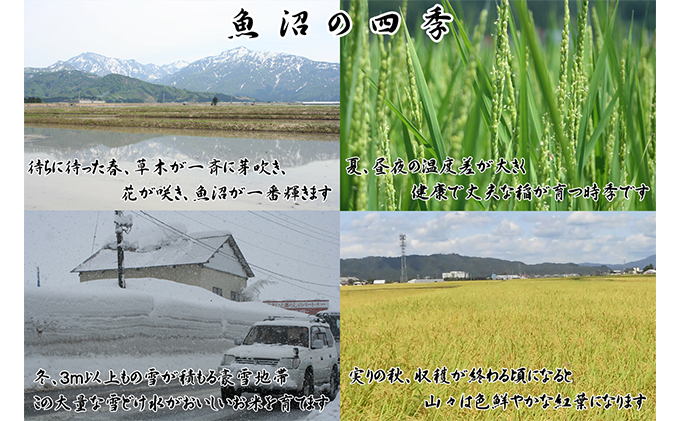 令和6年産 農産物検査員お奨め 魚沼産こしひかり（精米）15kg（5kg×3）