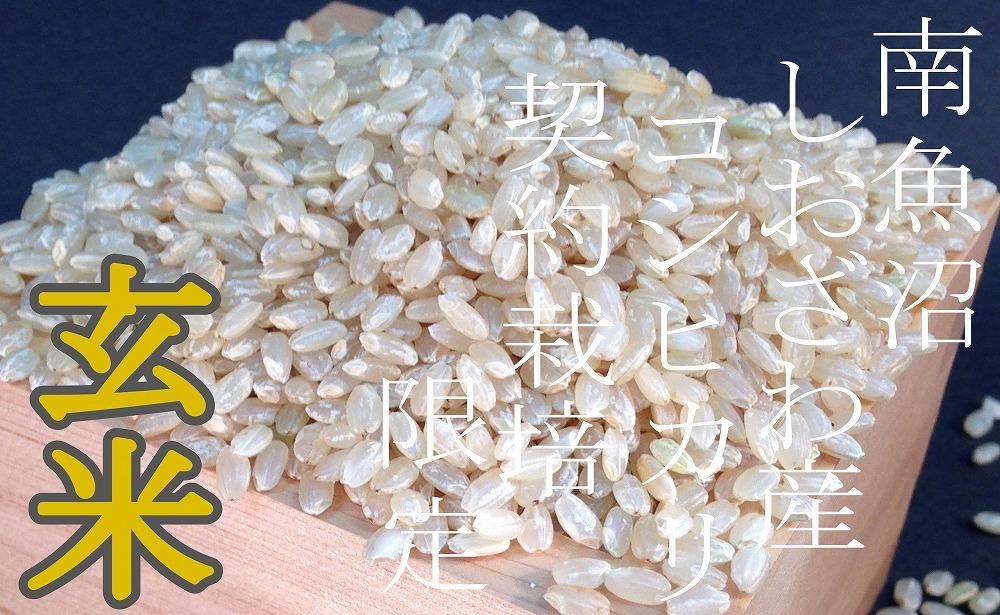 【定期便10Kg×12ヶ月】●玄米● 生産者限定 南魚沼しおざわ産コシヒカリ