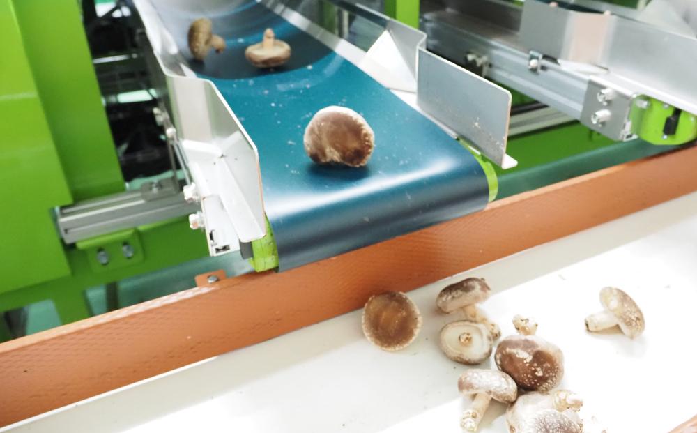 【JAみなみ魚沼定期便】家庭用「八色しいたけ」（750g×全6回） 訳あり 不ぞろい 農家応援 厚いにもほどがある