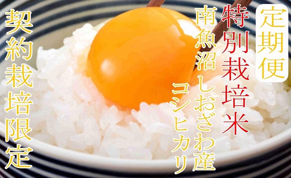 ※定期便：10Kg×12ヶ月※特別栽培 生産者限定  南魚沼しおざわ産コシヒカリ