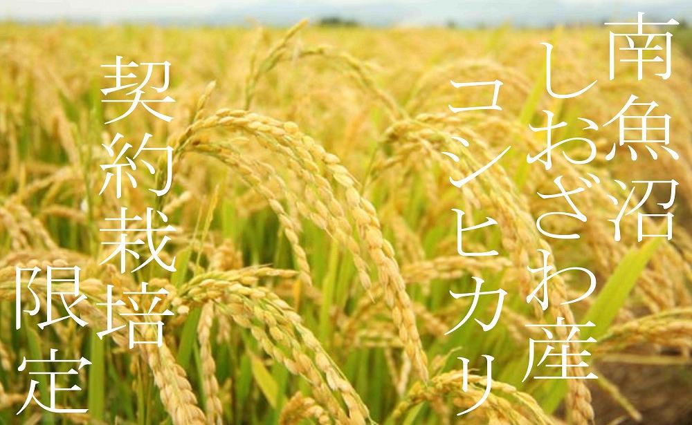 【新米予約・令和6年産】定期便6ヶ月：精米10Kg 契約栽培限定 南魚沼しおざわ産コシヒカリ