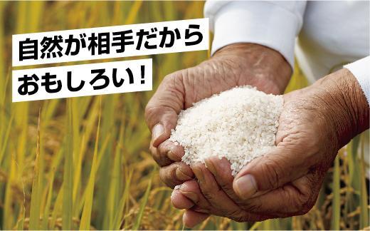 【新米発送】無地のし 「無洗米」  令和6年産 新潟県 南魚沼産 コシヒカリ お米 2kg×2袋 計 4kg 精米済み（お米の美味しい炊き方ガイド付き） お米 こめ 白米 新米 こしひかり 食品 人気 おすすめ 送料無料 魚沼 南魚沼 南魚沼市 新潟県産 新潟県 精米 産直 産地直送 お取り寄せ