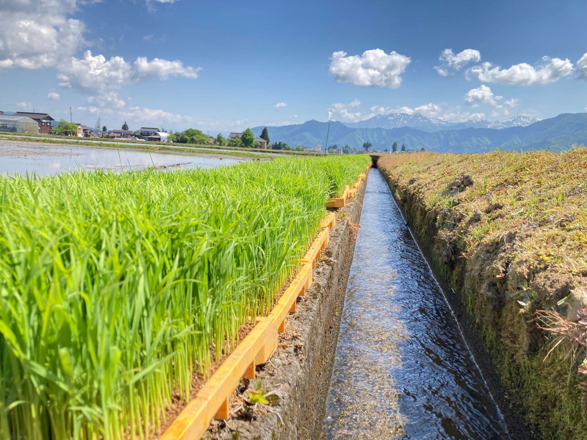 【令和７年産・新米予約・定期便】新潟県南魚沼産（塩沢地区）はちみつ米コシヒカリ 10kg×12か月　※蜂蜜発酵液肥料栽培