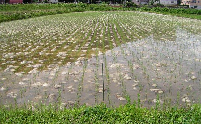 【頒布会】南魚沼市雲洞産魚沼コシヒカリ「どん米」精米真空パック８kg×５ヶ月