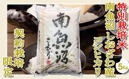 【精米５Kg】特別栽培 生産者限定  南魚沼しおざわ産コシヒカリ