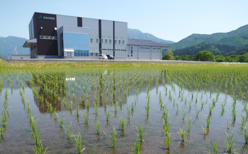 【令和6年産＼新米／】特別栽培米南魚沼産こしひかり8割減25kg