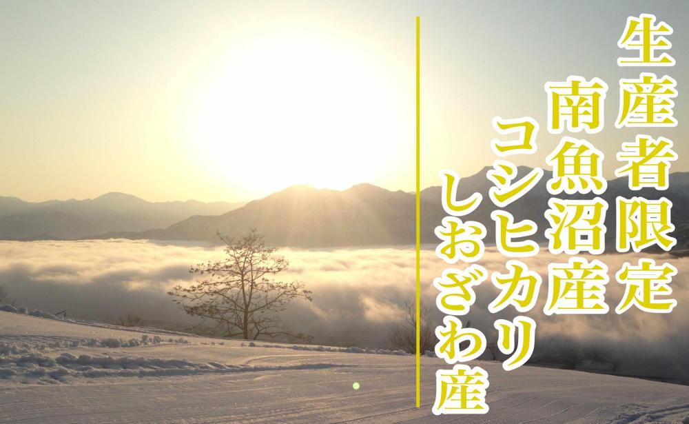 ã什å8幎ç£ãæ°ç±³äºçŽãå®æäŸ¿ïŒã¶æïŒç²Ÿç±³5kgçç£è
éå® åéæ²Œããããç£ã³ã·ãã«ãªã2026幎10æäžæ¬ãã1ã¶æä»¥å
ã«é 次çºéäºå®ã