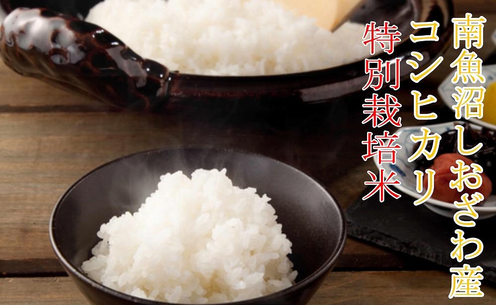 【新米予約・令和6年産】定期便6ヶ月：精米8Kg※特別栽培※ 生産者限定 南魚沼しおざわ産コシヒカリ