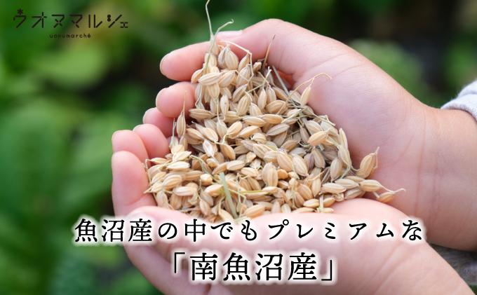 【令和7年産】【お米定期便/全３回】 おかずのいらない 魚沼産コシヒカリ　白米５ｋｇ