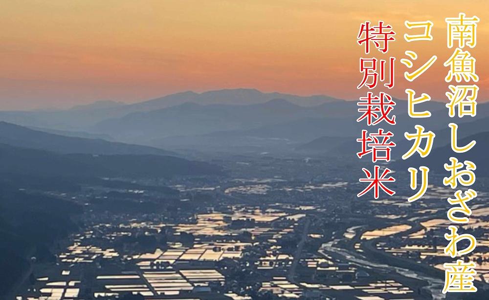 【新米予約・令和6年産】定期便6ヶ月：精米10Kg※特別栽培※ 生産者限定 南魚沼しおざわ産コシヒカリ