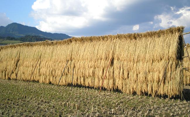 【６年産新米予約】特別栽培米「極上南魚沼産コシヒカリ」（有機肥料、8割減農薬栽培）玄米10ｋｇ