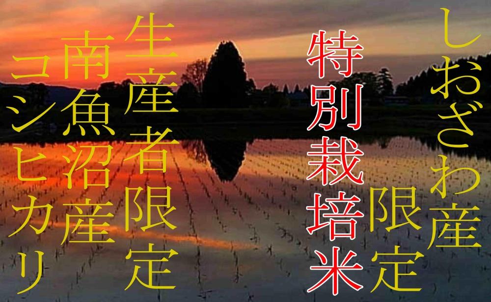 縲蝉サ、蜥7蟷エ逕」縲代千イセ邀ウ8kg縲醍音蛻・譬ス蝓ケ 縺励♀縺悶o逕」髯仙ョ 逕溽肇閠髯仙ョ 蜊鈴ュ壽イシ逕」繧ウ繧キ繝偵き繝ェ