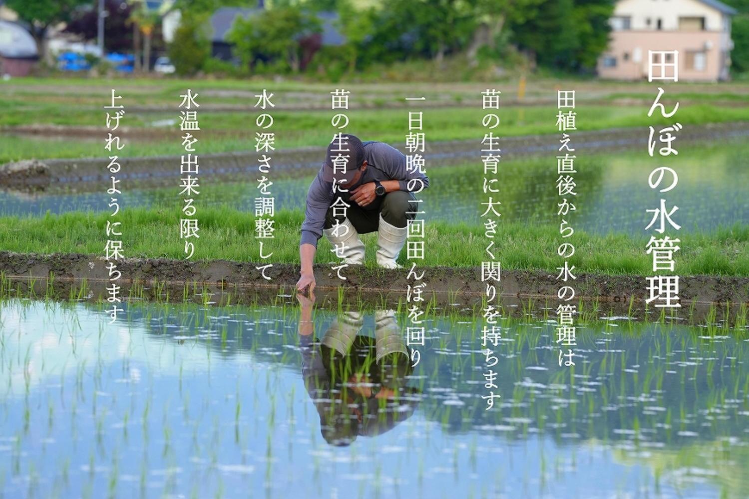 【年間定期便令和6年産新米予約】南魚沼食味コンクール3年連続優秀賞　減農薬特別栽培米5kg×12回　南魚沼塩沢産コシヒカリ