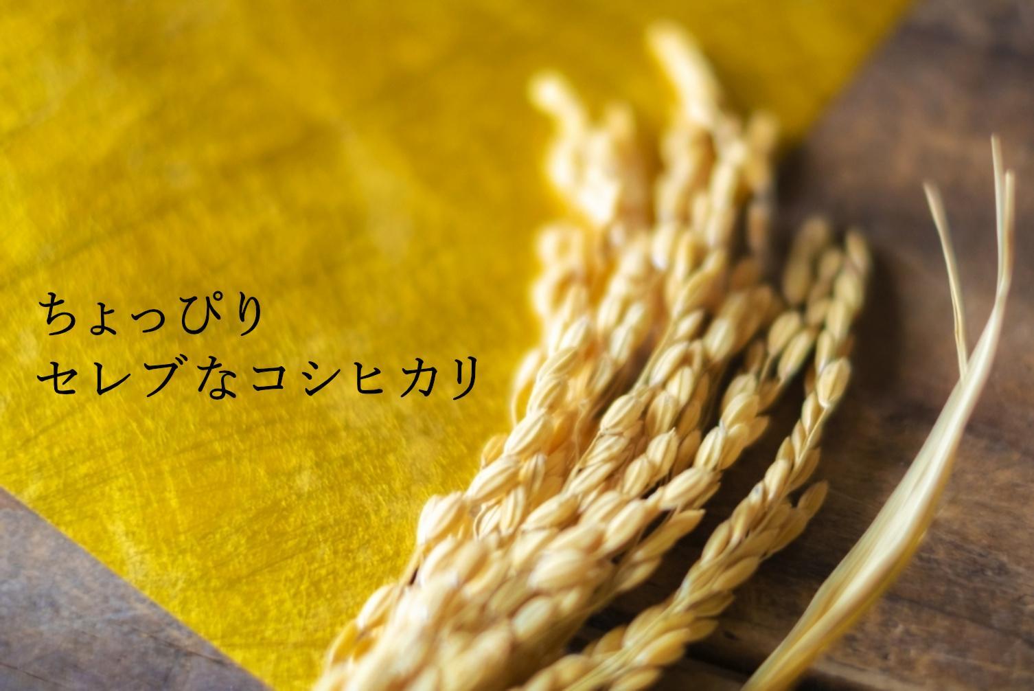 【6年産新米発送　精米10ｋｇ×6ヶ月　定期便】　令和6年10月中旬より順次発送　南魚沼塩沢産従来コシヒカリ