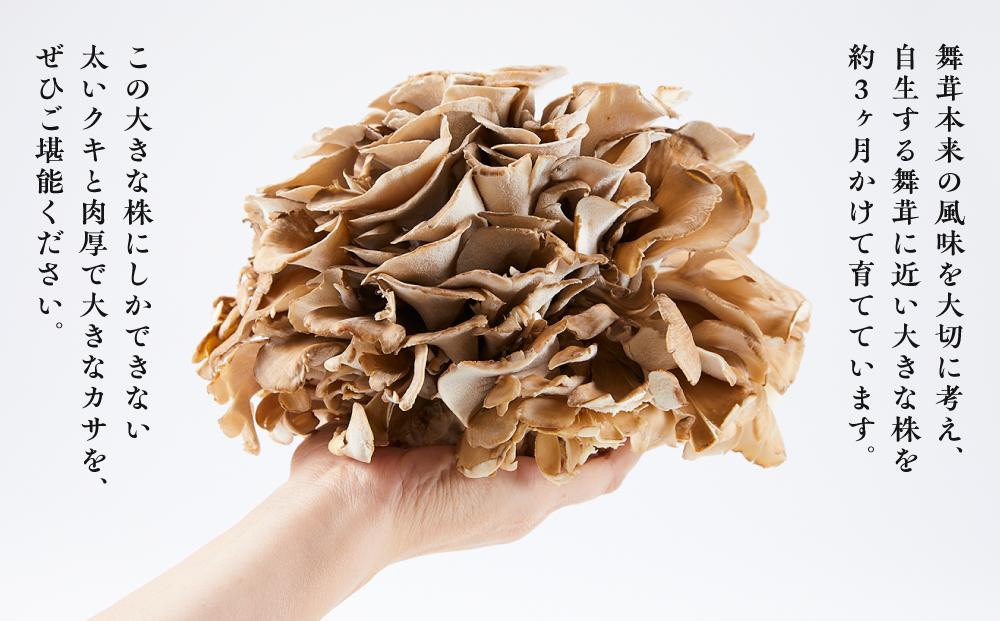 éªåœãŸããããæ¥µã2æ ªã1æ ªçŽ900ïœÃ2ãããããéªåœå²äžãæé«åäœãé·æçæãšå€§æ ªä»ç«ãŠãçã¿åºãå§åçãªã·ã£ãã·ã£ãæãšæšå³ãéªåœãŸãããæé«å質ãç£å°çŽéã