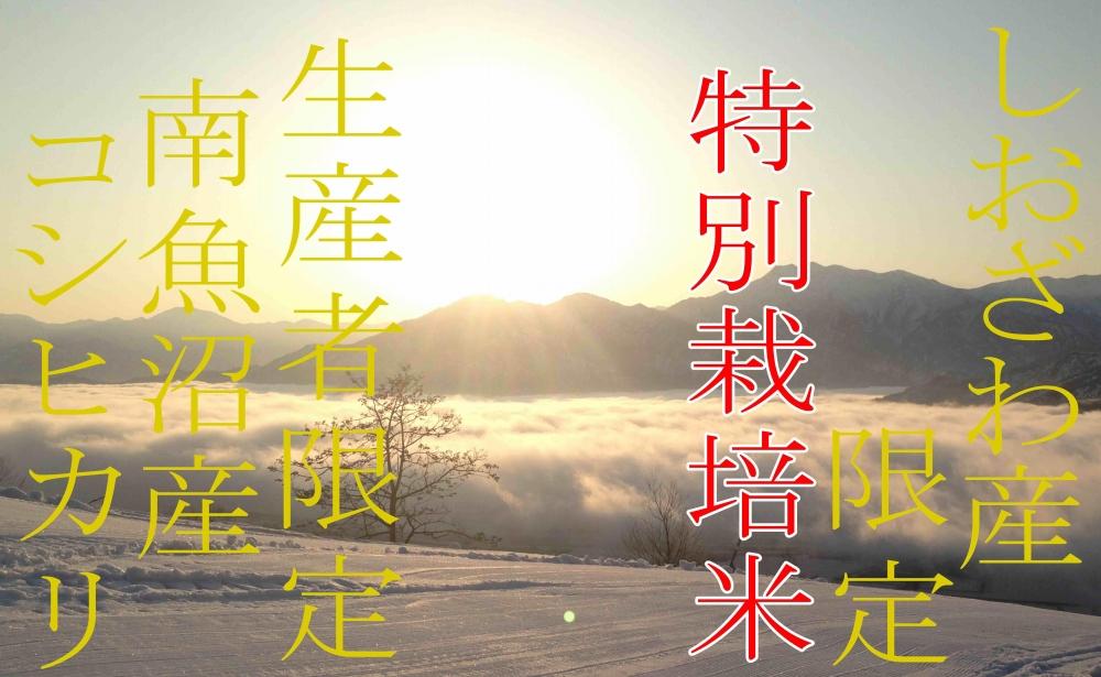 縲蝉サ、蜥7蟷エ逕」縲代千イセ邀ウ8kg縲醍音蛻・譬ス蝓ケ 縺励♀縺悶o逕」髯仙ョ 逕溽肇閠髯仙ョ 蜊鈴ュ壽イシ逕」繧ウ繧キ繝偵き繝ェ