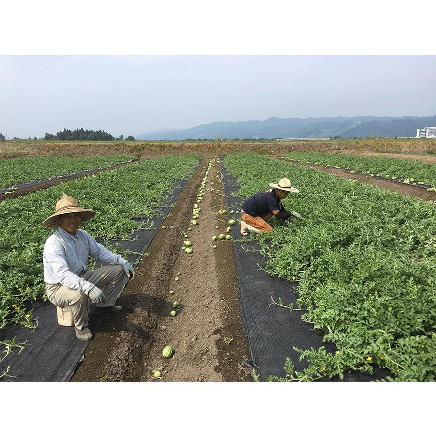 【2026年7月下旬〜8月上旬順次発送予定】高級南魚沼八色産スイカ「こまがた家の八色のスイカ」プレミアム大玉 1玉【西瓜 スイカ すいか 大玉 季節限定 果物 フルーツ ギフト 名産地 産地直送 シャキシャキ 厳選 デザート 新潟県】