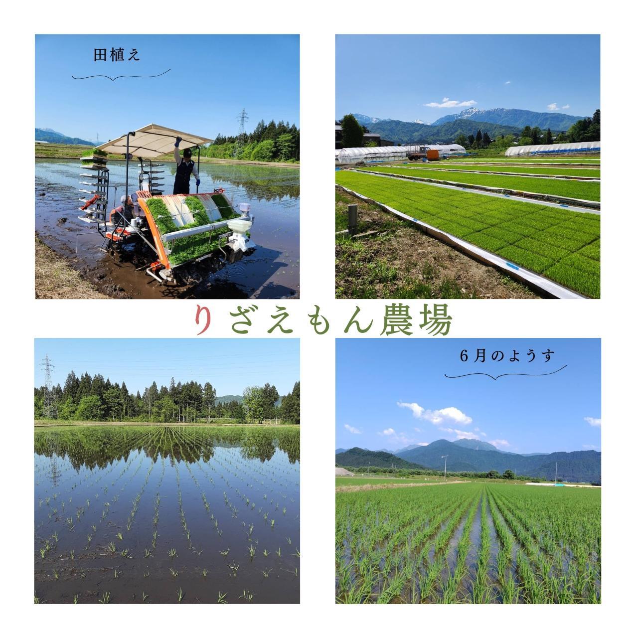 《新米予約受付》【定期便６回×２kg≪合計１２kg≫】令和６年産　南魚沼産コシヒカリ  白米 2kg　＼生産農家直送／