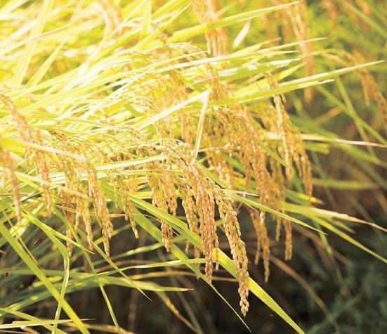 縲撰シイ7蟷エ逕」縲代仙ョ壽悄萓ソ縲大漉鬲壽イシ逕」繧ウ繧キ繝偵き繝ェ邊セ邀ウシ徒gテ12蝗 螻ア譛ャ螳カ縲仙セ捺擂蜩∫ィョ縲